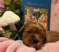 Alice in Wonderland , a female Cavalier King Charles Spaniel for sale in Lancaster, OH – 3 of 10