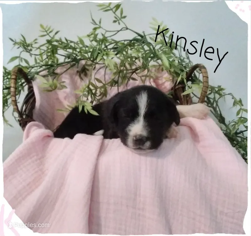 Kinsley  – German Shepherd Dog, Labradoodle puppy for sale in Lancaster, OH