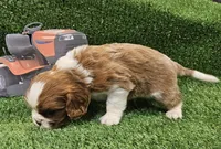 Husqvarna , a male Cavalier King Charles Spaniel for sale in Lancaster, OH – Photo 4 of 10