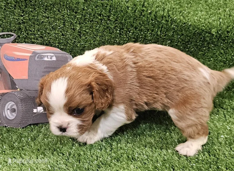 Husqvarna  – Cavalier King Charles Spaniel puppy for sale in Lancaster, OH