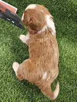 Husqvarna , a male Cavalier King Charles Spaniel for sale in Lancaster, OH – Photo 7 of 10