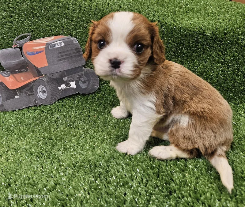 Husqvarna  – Cavalier King Charles Spaniel puppy for sale in Lancaster, OH