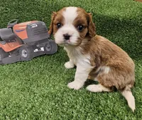 Husqvarna , a male Cavalier King Charles Spaniel for sale in Lancaster, OH – Photo 8 of 10