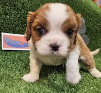Husqvarna , a male Cavalier King Charles Spaniel for sale in Lancaster, OH – Photo 6 of 10