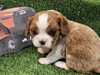 Husqvarna , a male Cavalier King Charles Spaniel for sale in Lancaster, OH – Photo 5 of 10