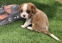 Husqvarna , a male Cavalier King Charles Spaniel for sale in Lancaster, OH – Photo 9 of 10