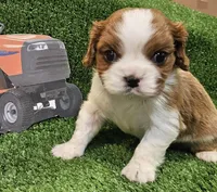 Husqvarna , a male Cavalier King Charles Spaniel for sale in Lancaster, OH – Photo 3 of 10
