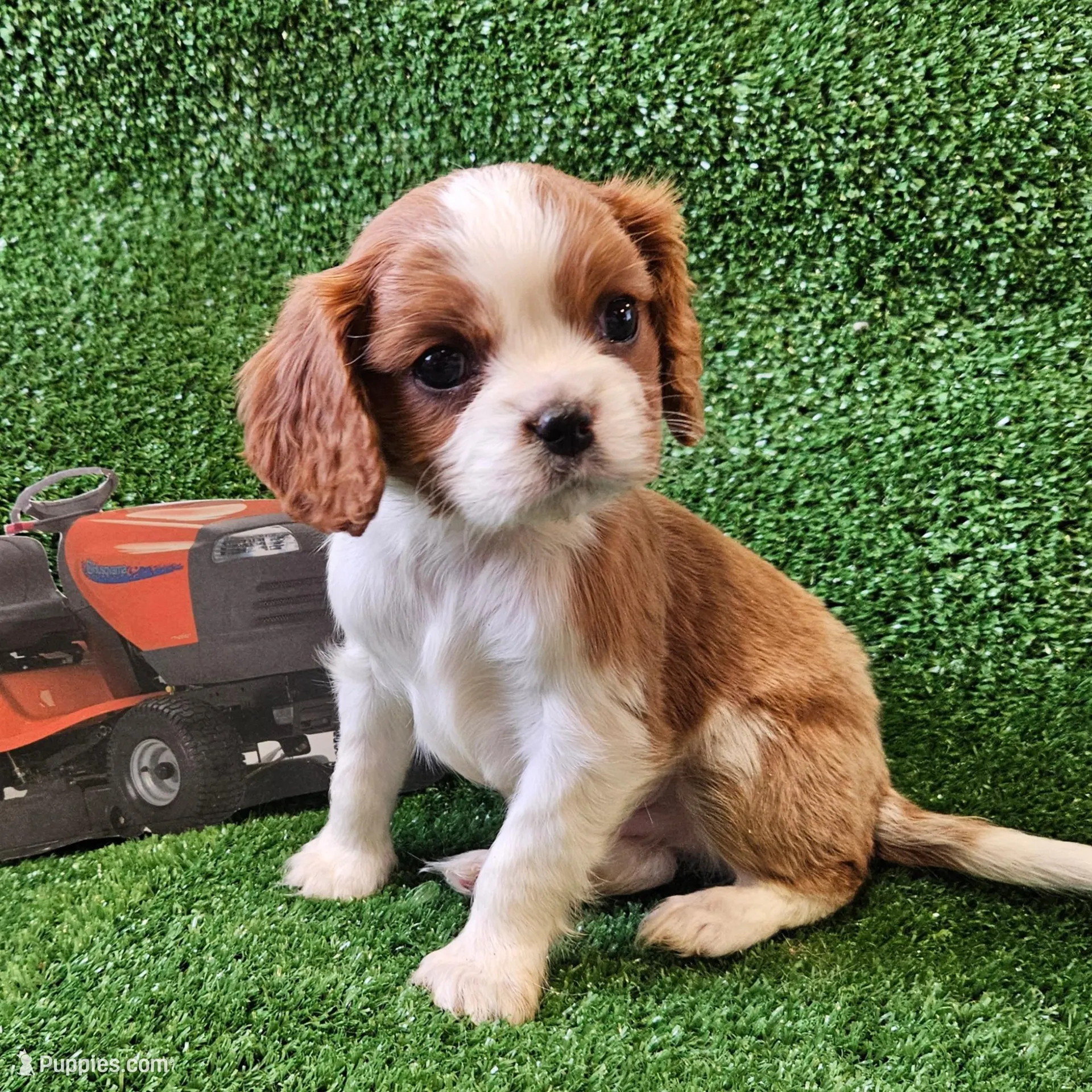 Husqvarna  – Cavalier King Charles Spaniel puppy for sale in Lancaster, OH