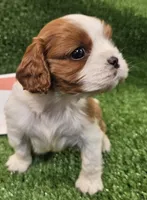 Husqvarna , a male Cavalier King Charles Spaniel for sale in Lancaster, OH – Photo 1 of 10