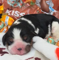 Hershey Kiss, a male Cavalier King Charles Spaniel for sale in Lancaster, OH – 7 of 8