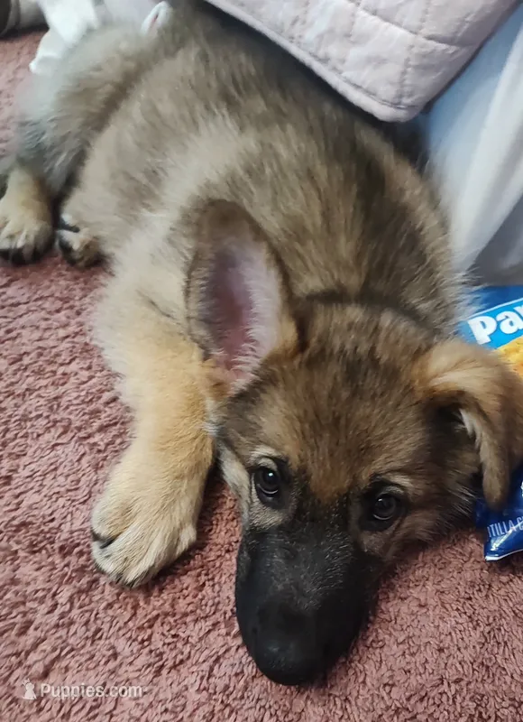 Violet  – German Shepherd Dog puppy for sale in Lancaster, OH