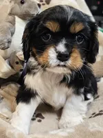 processed/efceb22a-1ff2-4daa-8608-9ee39e492ce9/listing/66a5c0cc-f983-46a2-8ea6-16c59b60a9e6/6e8bc6aa-162e-4452-b5d0-065955c05744