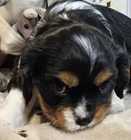 processed/efceb22a-1ff2-4daa-8608-9ee39e492ce9/listing/66a5c0cc-f983-46a2-8ea6-16c59b60a9e6/9109c486-b263-43e4-bb7b-1a9780dc6c39