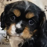 processed/efceb22a-1ff2-4daa-8608-9ee39e492ce9/listing/66a5c0cc-f983-46a2-8ea6-16c59b60a9e6/adb863f6-7d7a-456f-8985-6073783ae4fe