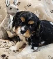 processed/efceb22a-1ff2-4daa-8608-9ee39e492ce9/listing/66a5c0cc-f983-46a2-8ea6-16c59b60a9e6/b817db50-9503-45d9-9ae1-b06c39b5456a