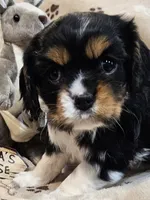 processed/efceb22a-1ff2-4daa-8608-9ee39e492ce9/listing/66a5c0cc-f983-46a2-8ea6-16c59b60a9e6/ee62d29c-0a3e-4666-b438-c8a67dc9098d