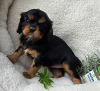 Rosemary , a female Cavalier King Charles Spaniel for sale in Lancaster, OH – 10 of 10