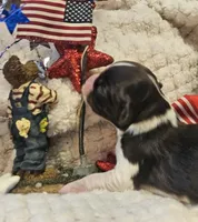 Firecracker , a male Cavalier King Charles Spaniel for sale in Lancaster, OH – 10 of 10