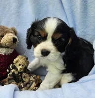 Boyds Bear akc , a male Cavalier King Charles Spaniel for sale in Lancaster, OH – 10 of 10