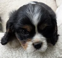 Parsley AKC chocolate carrier , a male Cavalier King Charles Spaniel for sale in Lancaster, OH – 3 of 9