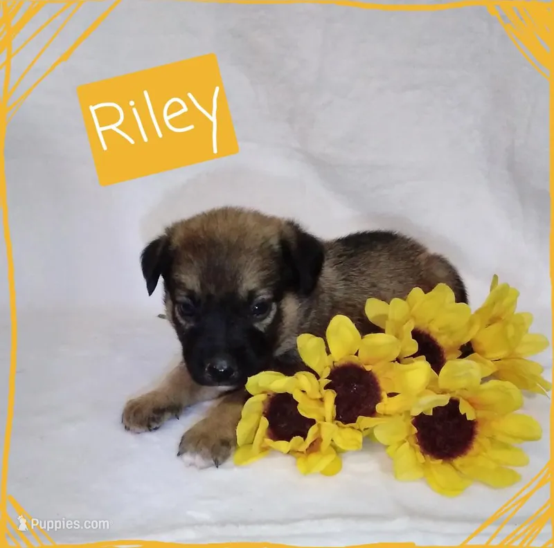 Riley – German Shepherd Dog, Labradoodle puppy for sale in Lancaster, OH