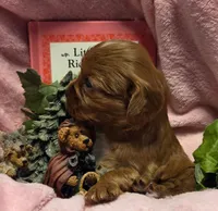 Little Red Riding Hood akc, a female Cavalier King Charles Spaniel for sale in Lancaster, OH – 10 of 10