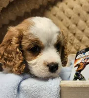 G I Joe, a male Cavalier King Charles Spaniel and Cavachon for sale in Lancaster, OH – 8 of 10