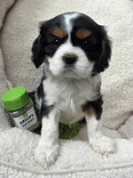 Marjoram , a female Cavalier King Charles Spaniel for sale in Lancaster, OH – 3 of 6