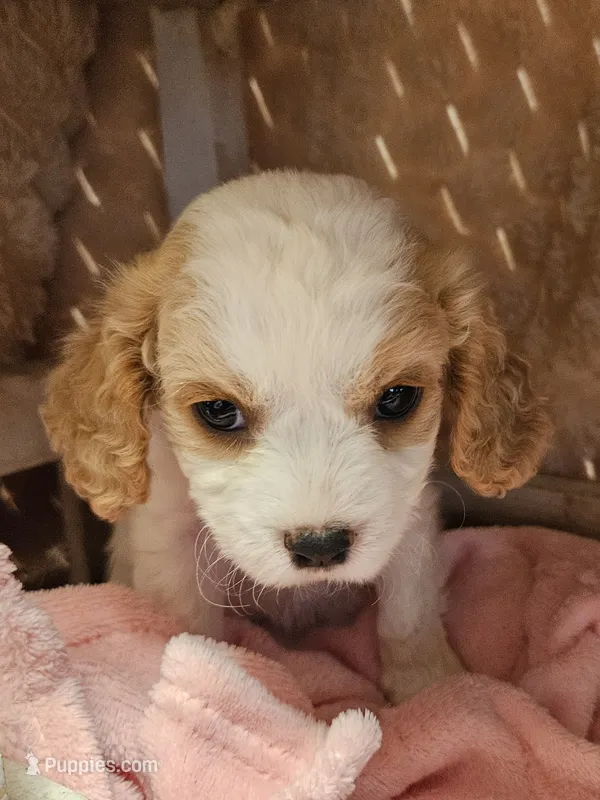 Pixie – Cavalier King Charles Spaniel, Cavachon puppy for sale in Lancaster, OH