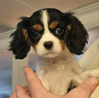 Honey Bear AKC, chocolate carrier, Embark tested, a female Cavalier King Charles Spaniel for sale in Lancaster, OH – 2 of 8