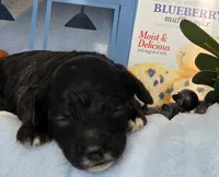 Blueberry Muffin hypoallergenic , a female Cockapoo and Bichpoo for sale in Lancaster, OH – 2 of 9