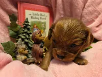Little Red Riding Hood akc, a female Cavalier King Charles Spaniel for sale in Lancaster, OH – 9 of 10