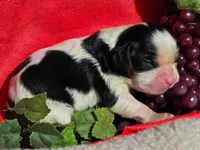 Goofy Grape, a male Cavalier King Charles Spaniel for sale in Lancaster, OH – 7 of 7