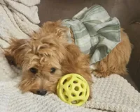Mia Jewels / House Trained , a female Cavapoo for sale in Lancaster, OH – 3 of 9