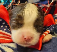 Patriot, a male Cavalier King Charles Spaniel for sale in Lancaster, OH – 5 of 9