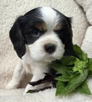 Basil AKC chocolate carrier , a male Cavalier King Charles Spaniel for sale in Lancaster, OH – 6 of 9