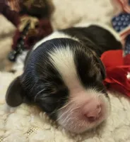 Liberty Bell, a female Cavalier King Charles Spaniel for sale in Lancaster, OH – 7 of 10