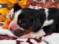 Hershey Kiss, a male Cavalier King Charles Spaniel for sale in Lancaster, OH – 8 of 8