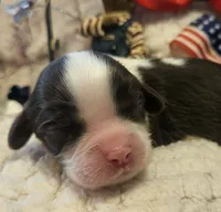 Patriot, a male Cavalier King Charles Spaniel for sale in Lancaster, OH – 5 of 10