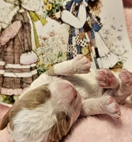 Holly Hobby , a female Cavalier King Charles Spaniel and Cavachon for sale in Lancaster, OH – Photo 5 of 10