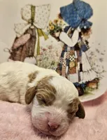 Holly Hobby , a female Cavalier King Charles Spaniel and Cavachon for sale in Lancaster, OH – Photo 9 of 10
