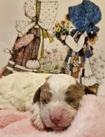 Holly Hobby , a female Cavalier King Charles Spaniel and Cavachon for sale in Lancaster, OH – Photo 7 of 10