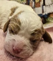 Holly Hobby , a female Cavalier King Charles Spaniel and Cavachon for sale in Lancaster, OH – Photo 2 of 10