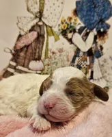 Holly Hobby , a female Cavalier King Charles Spaniel and Cavachon for sale in Lancaster, OH – Photo 6 of 10