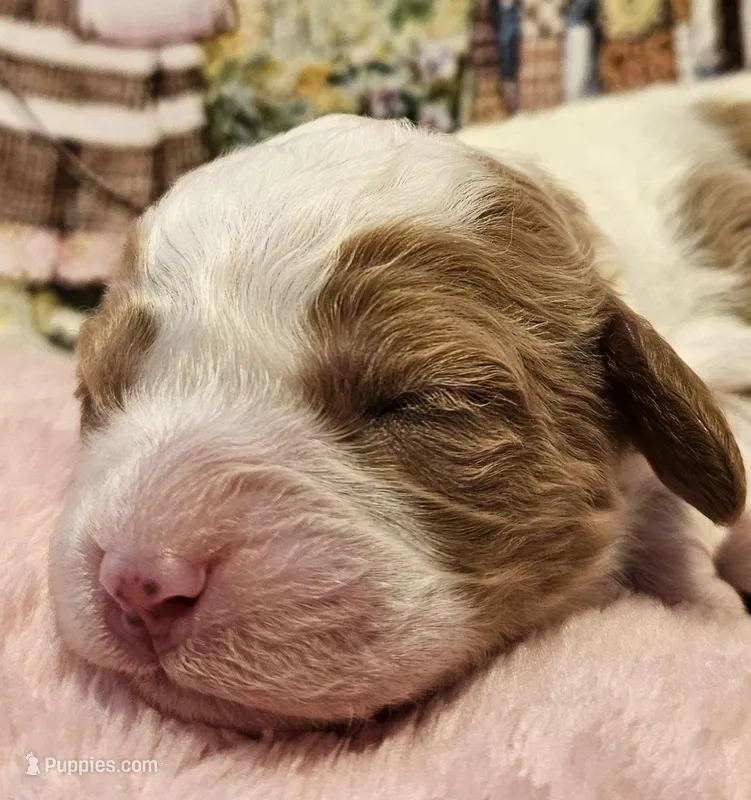 Holly Hobby , a female Cavalier King Charles Spaniel and Cavachon for sale in Lancaster, OH – Photo 1 of 10