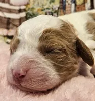 Holly Hobby , a female Cavalier King Charles Spaniel and Cavachon for sale in Lancaster, OH – Photo 1 of 10