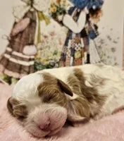 Holly Hobby , a female Cavalier King Charles Spaniel and Cavachon for sale in Lancaster, OH – Photo 3 of 10