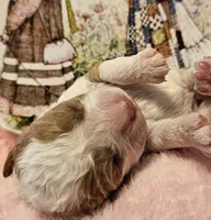 Holly Hobby , a female Cavalier King Charles Spaniel and Cavachon for sale in Lancaster, OH – Photo 4 of 10