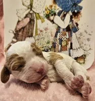 Holly Hobby , a female Cavalier King Charles Spaniel and Cavachon for sale in Lancaster, OH – Photo 10 of 10
