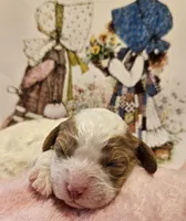 Holly Hobby , a female Cavalier King Charles Spaniel and Cavachon for sale in Lancaster, OH – Photo 8 of 10